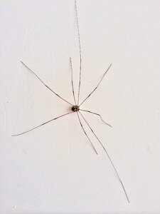 Monster insect spider