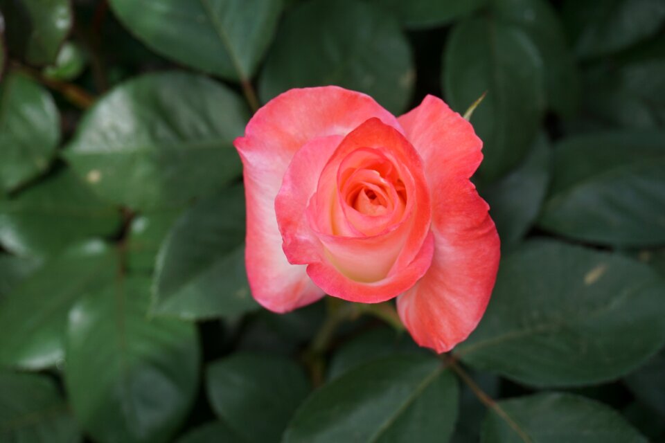 Coral greenery leaves