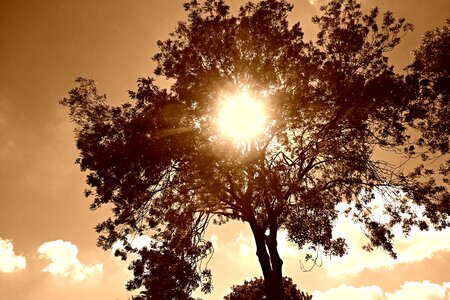 Sun sunlight sun shining through tree photo