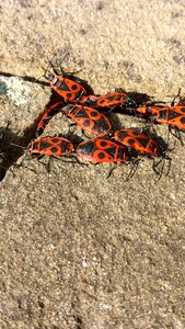 Insects biology animals