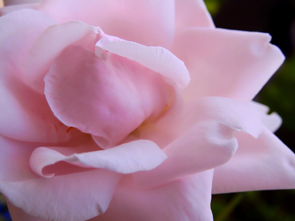 Blossom bloom pink rose