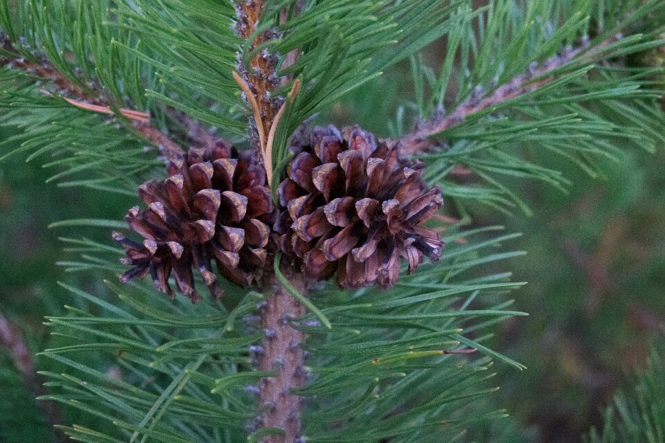 Green tree conifer