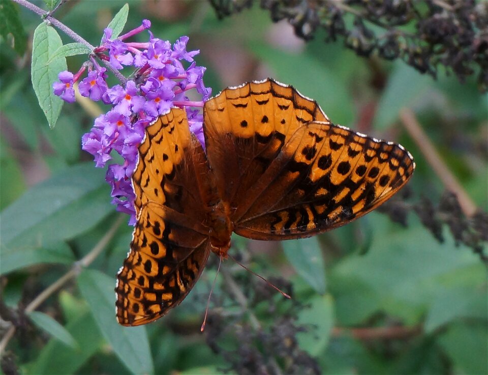 Orange insect animal