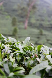 Green tea tea plantation green photo