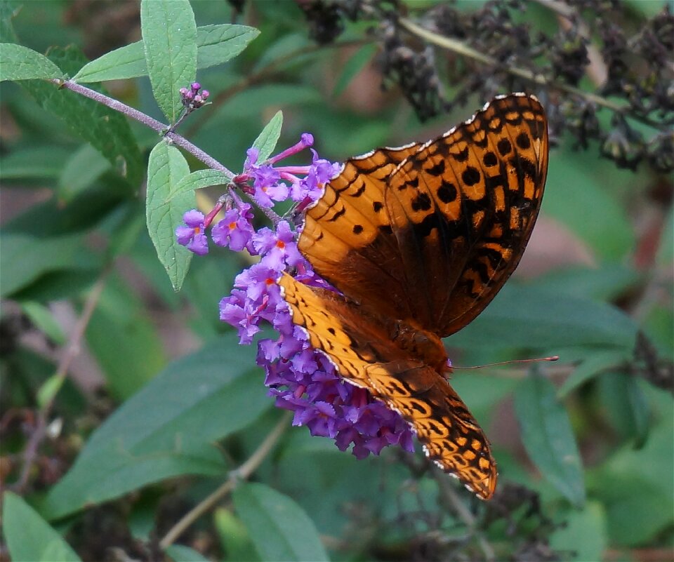 Orange insect animal photo