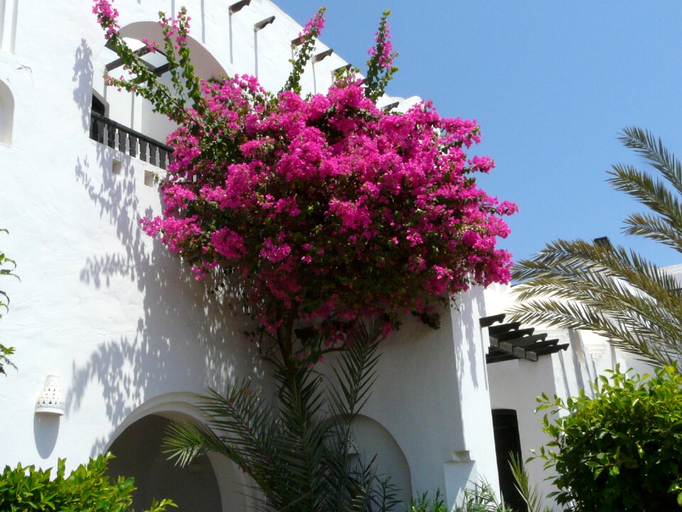 Flowers white wall palm trees
