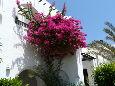 Flowers white wall palm trees
