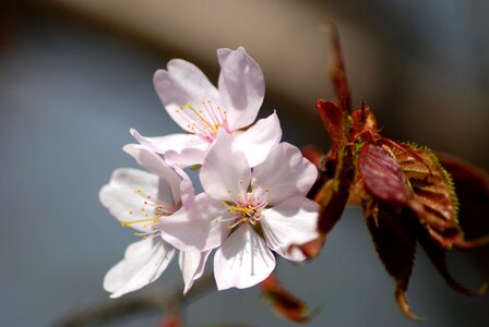 Branch flowering tree living nature