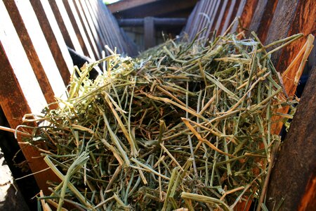 Pet food dry grass land