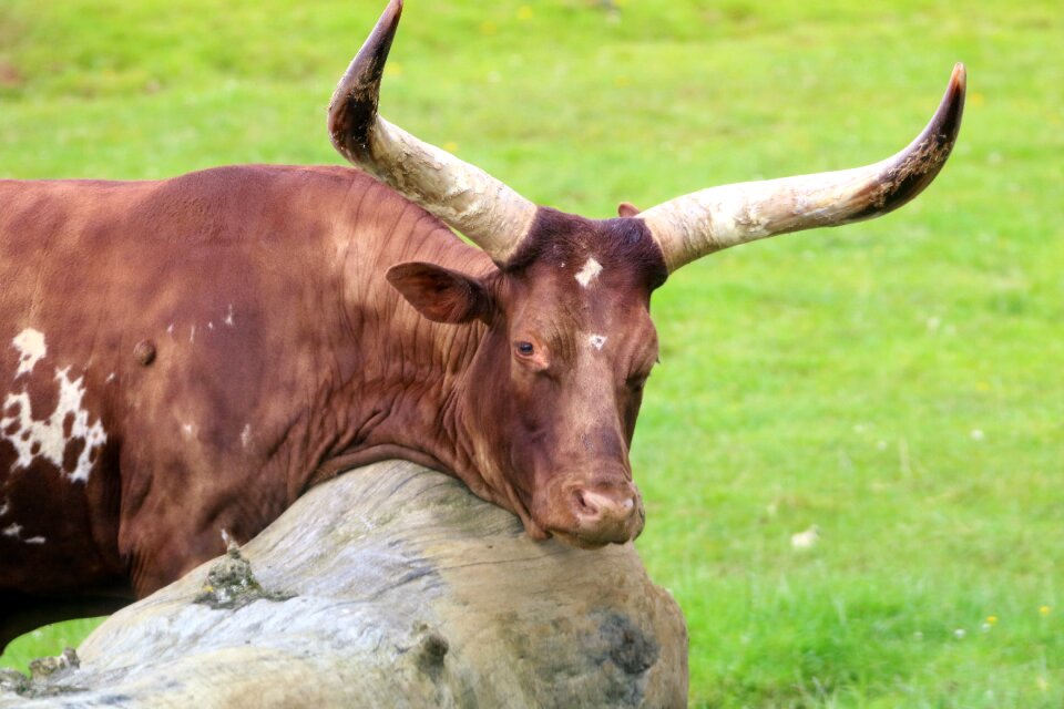 Grass nature animal