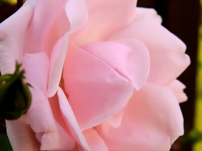 Blossom bloom pink rose
