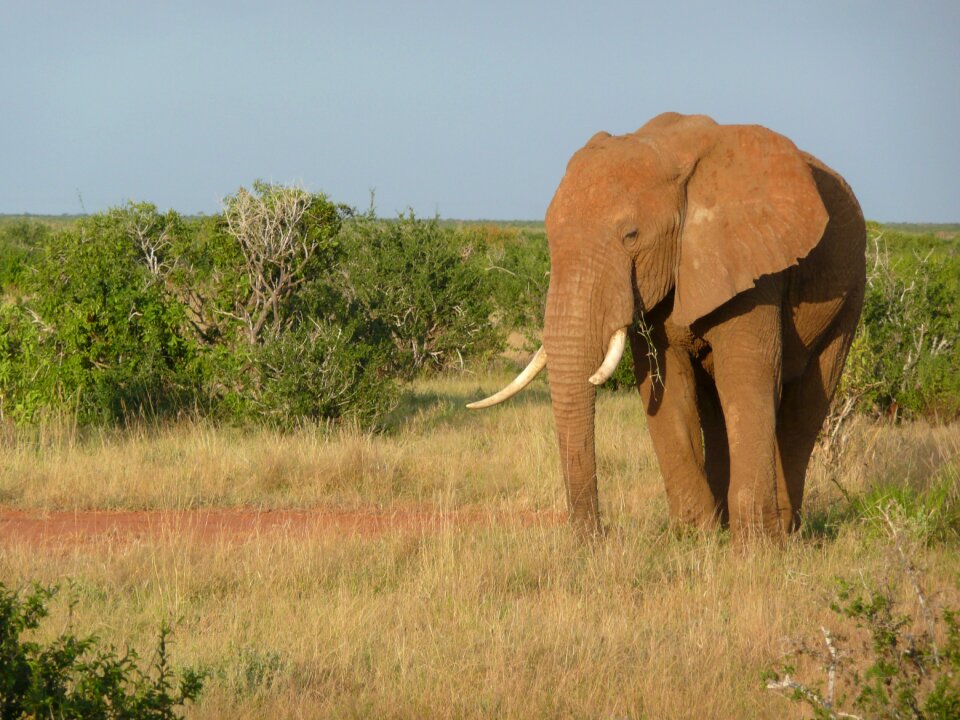 Tsavo mammal nature