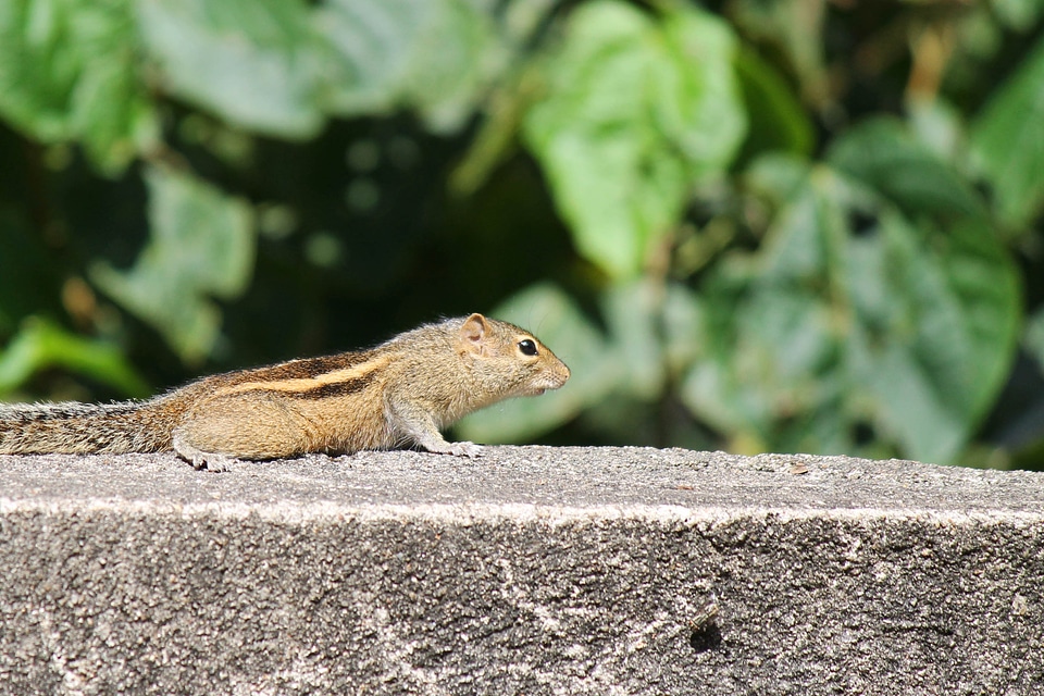 Wildlife wild zoology