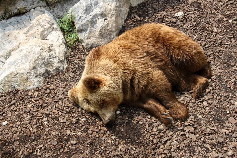 Animals park natural park