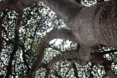 Tree nature
