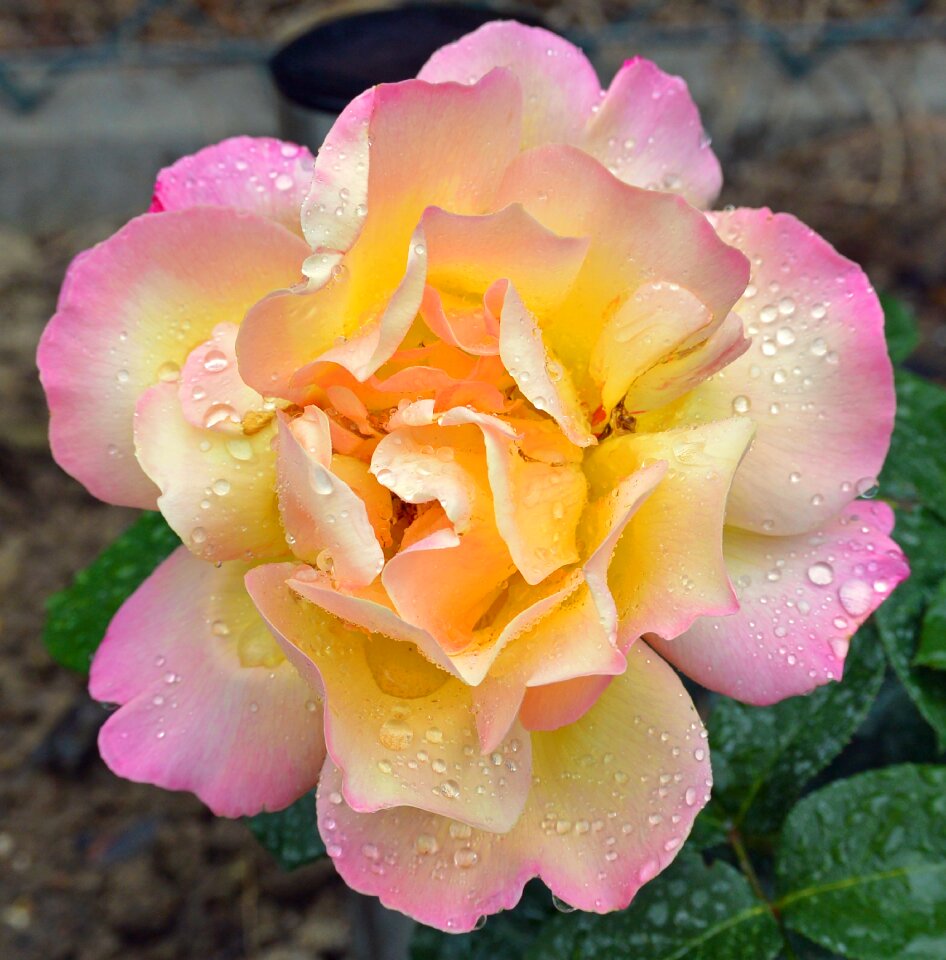 Blossom bloom drop of water