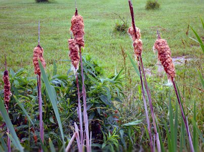 Typhaceae corn dog grass bulrush