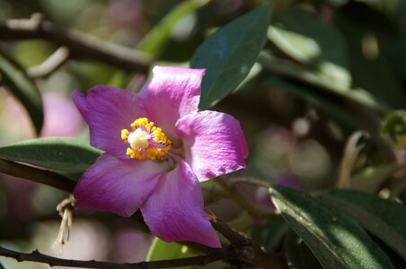 Purple plant close up