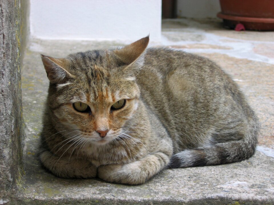 Cat pet Free photos