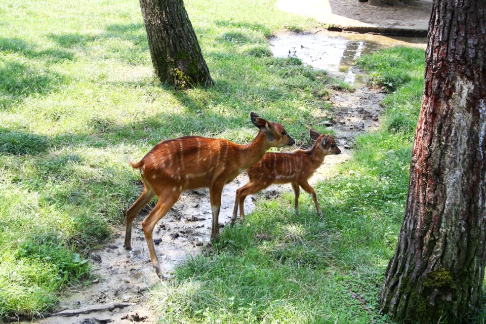 Bambi animal world park