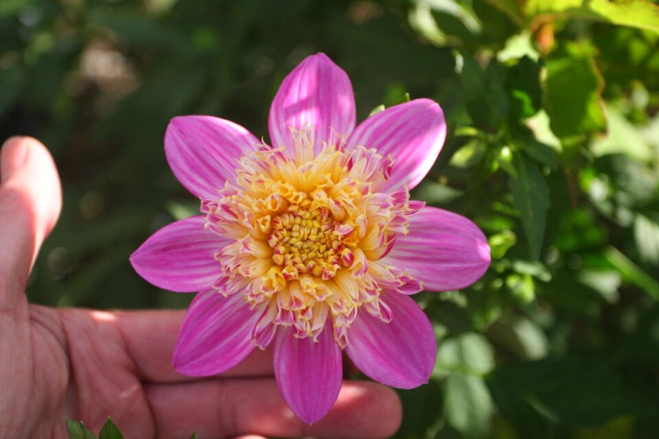 Gardening pink petals yellow center
