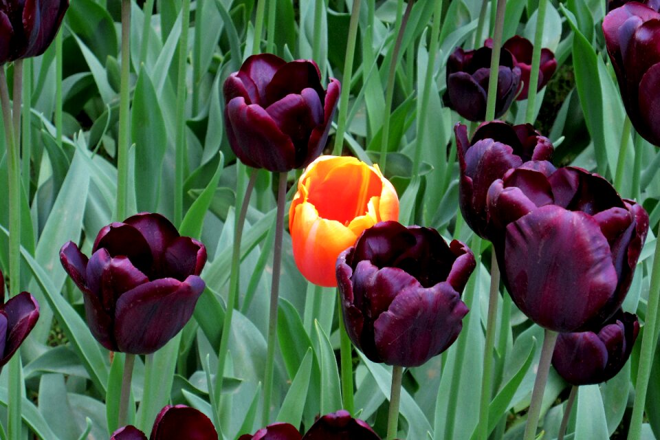 Purple flowers spring fiorita