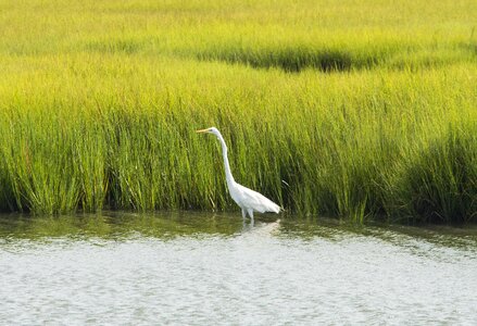 Calm marsh wild