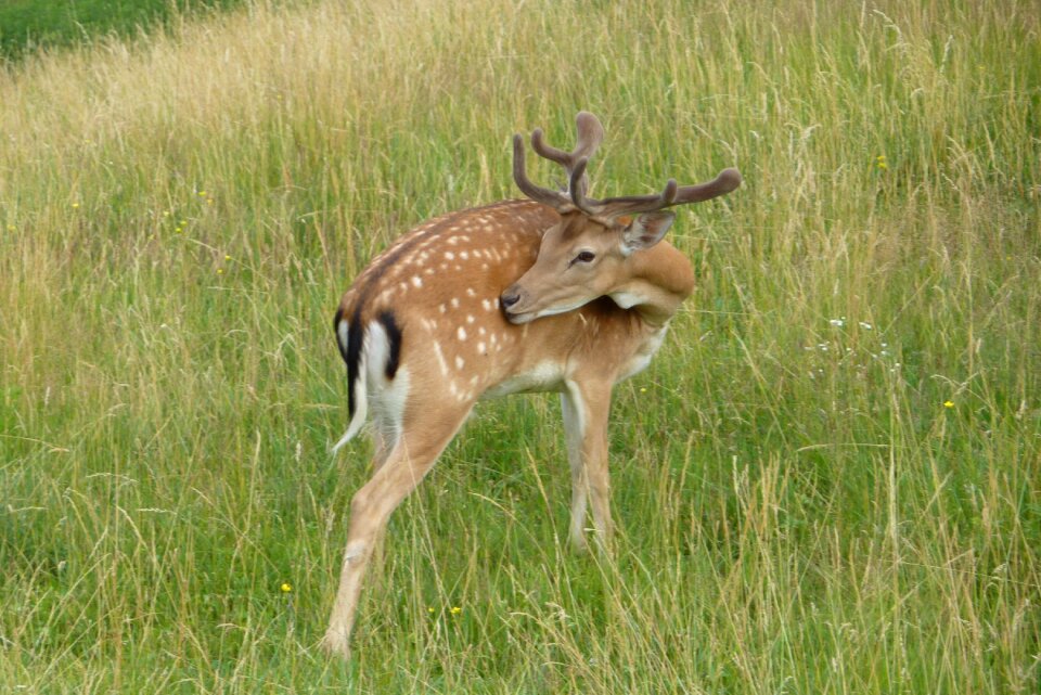 Cervid dama dama fallow deer