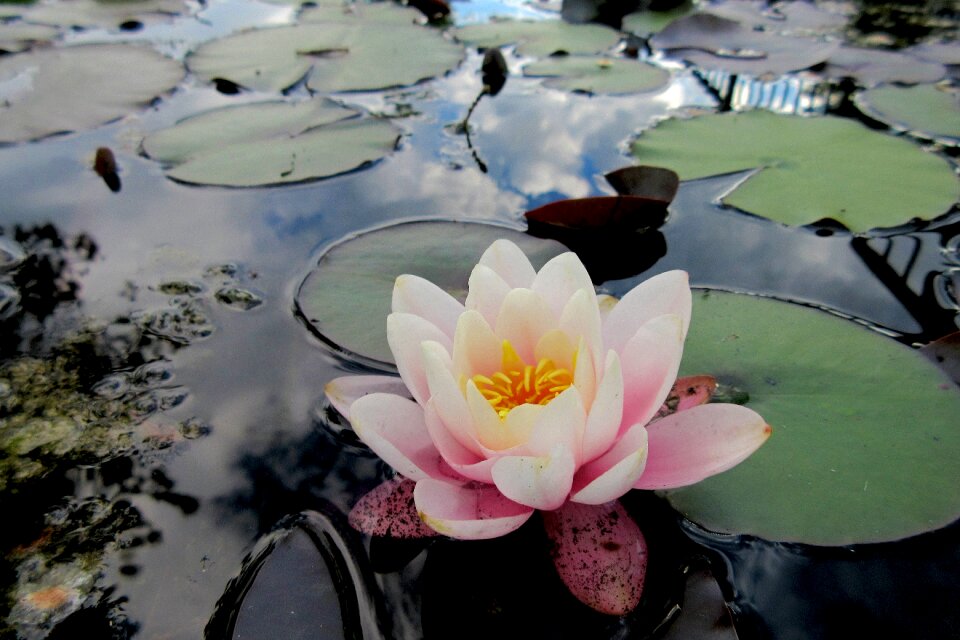 Flower river reflections