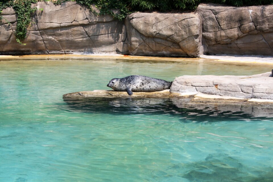 Animal animals park