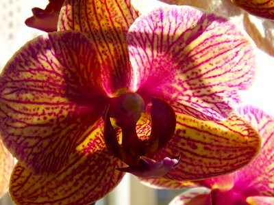 Violet nature flower