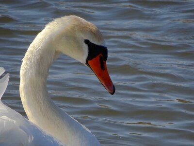 Nature animal lake photo