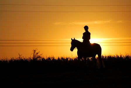 Horse jockey silhouette