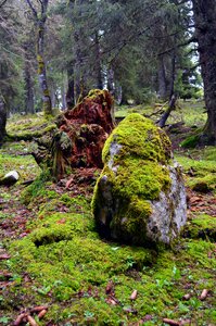 Fairy tale forest moss mystical