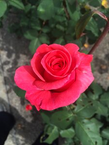 Red flower vibrant photo