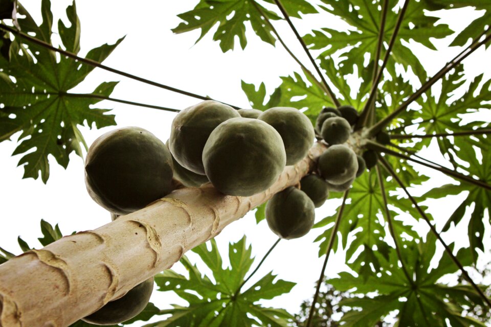 Coconut tree africa