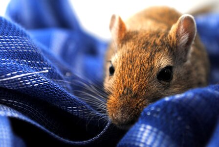 Gerbil rodent domestic animal