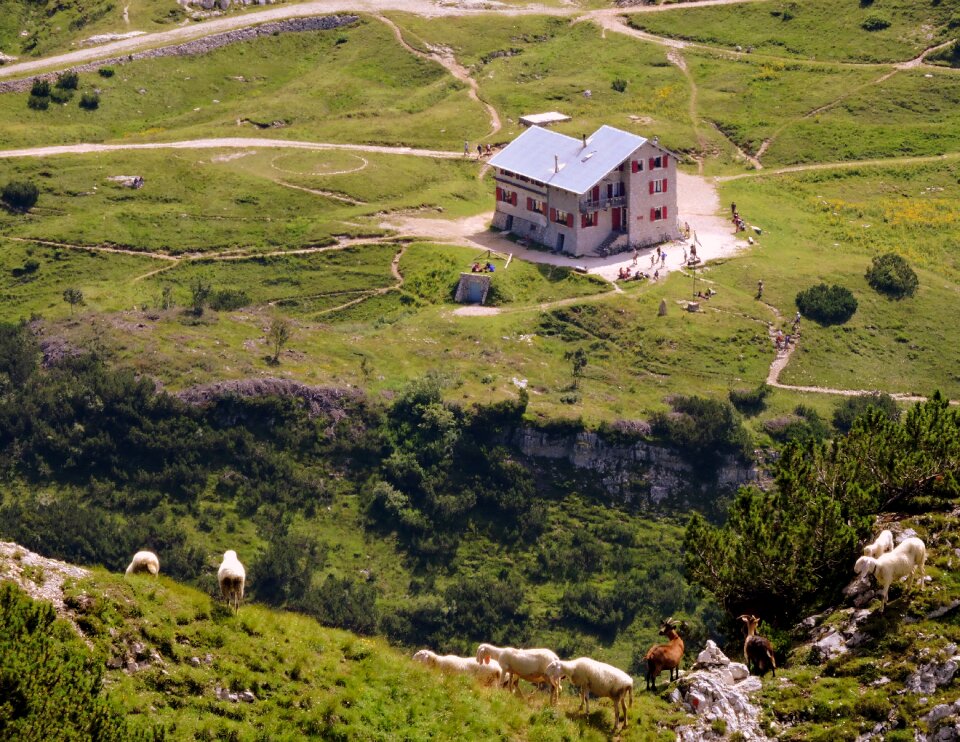 Hiking prato sheep