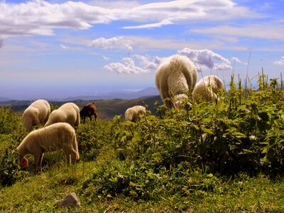 Clouds animal sheep