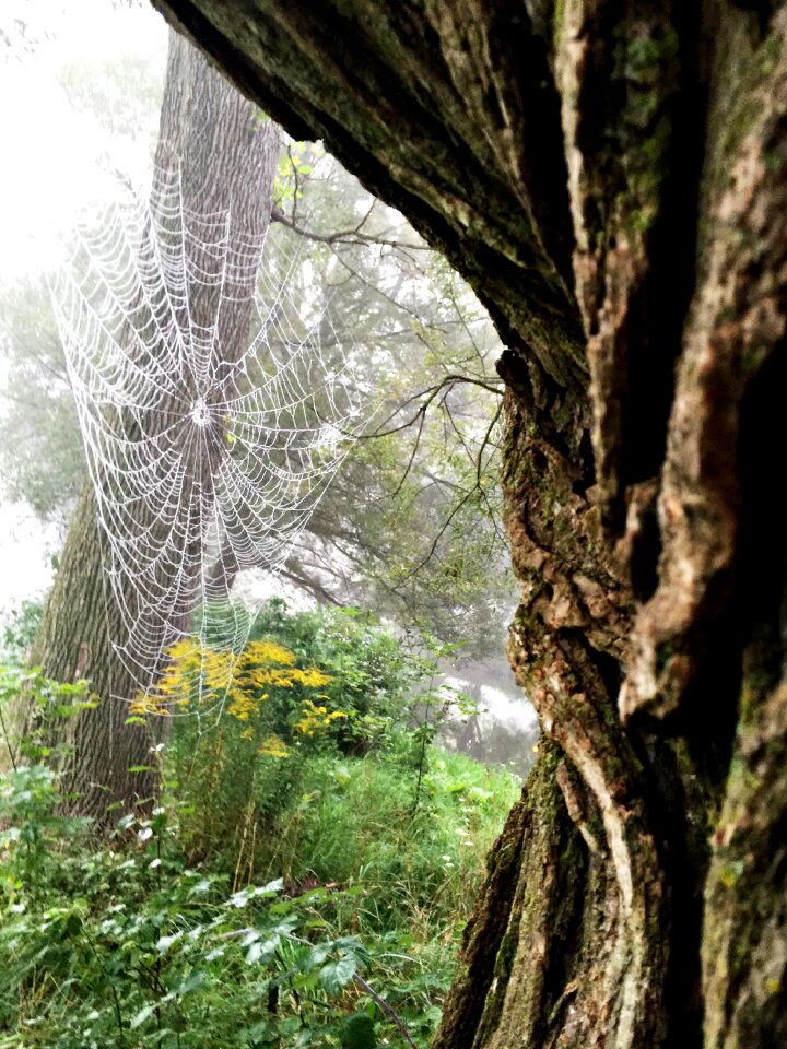Arachnid bark natural