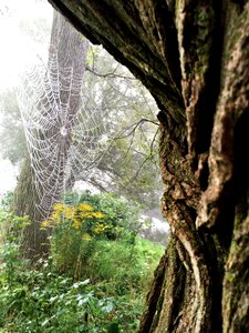 Arachnid bark natural