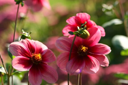 Gardening pink petals