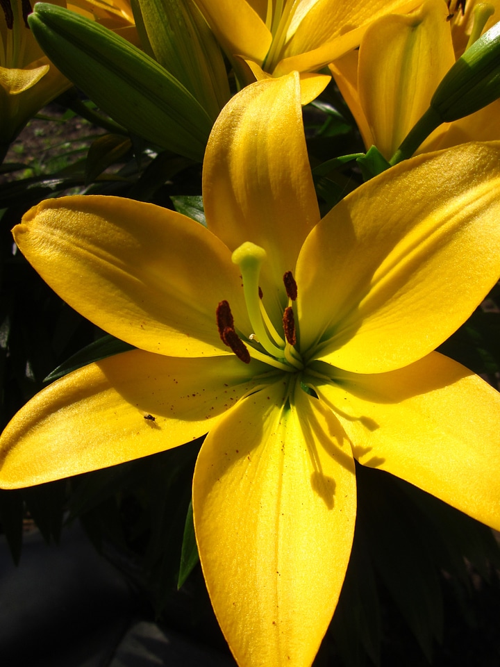 Plant natural blossom