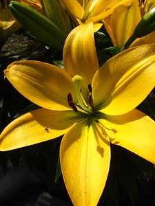 Plant natural blossom