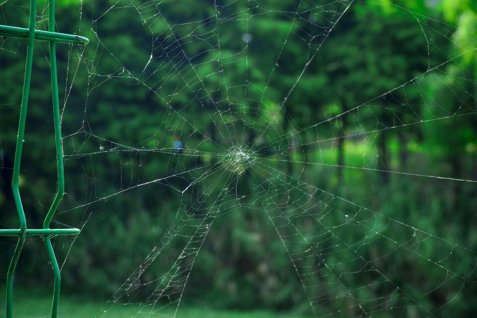 Park natural cobweb