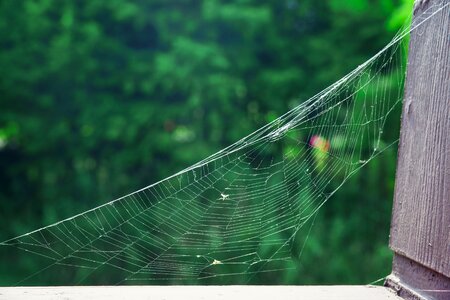 Park natural cobweb