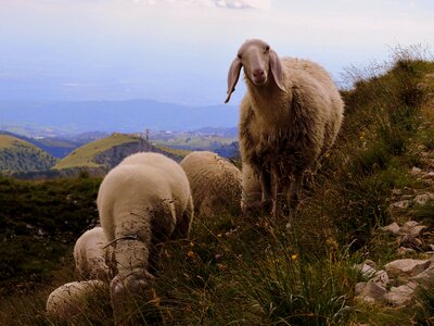 Animal mountain grass