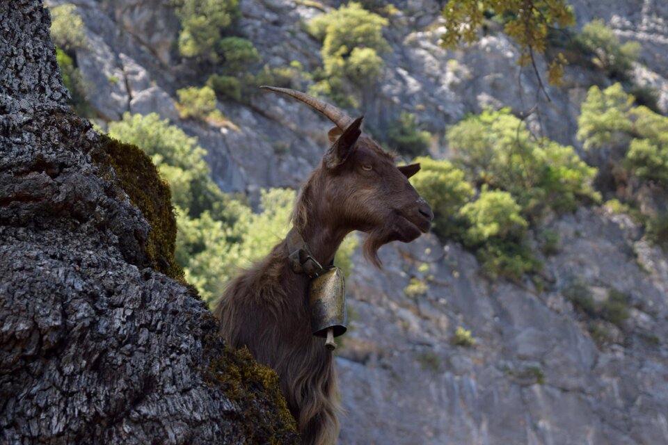 Mountains italy animals