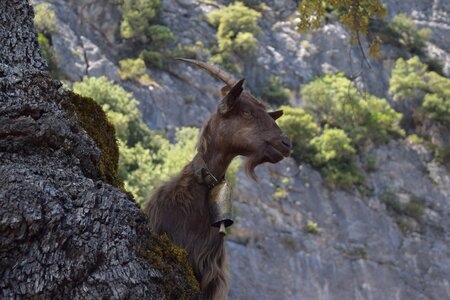 Mountains italy animals