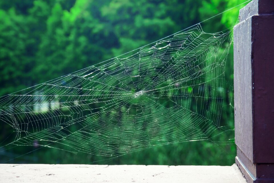Park natural cobweb